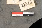 Foto (Detailansicht) von Thaumatopteris muensteri Goeppert (NHMW-GEO-2024-0188-10515)